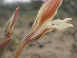Lapeirousia fabricii floral zones